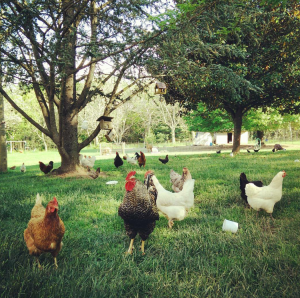 chickens-in-yard